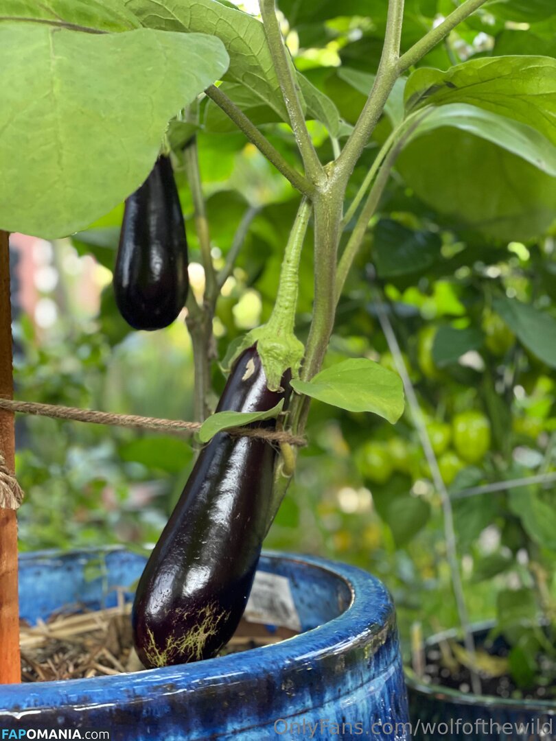 wolfofthewild / wolfofthewildd Обнажённый OnlyFans  Утёкшее фото #7