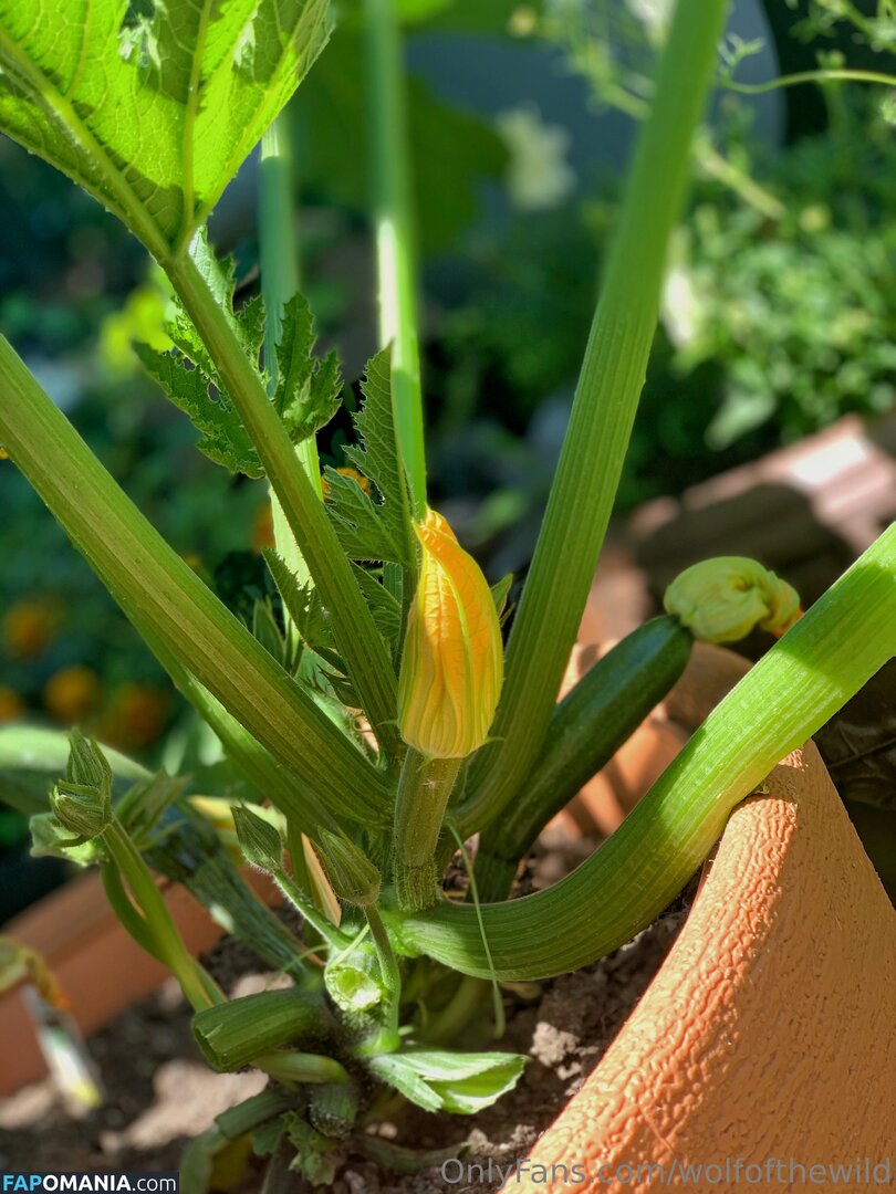 wolfofthewild / wolfofthewildd Обнажённый OnlyFans  Утёкшее фото #14